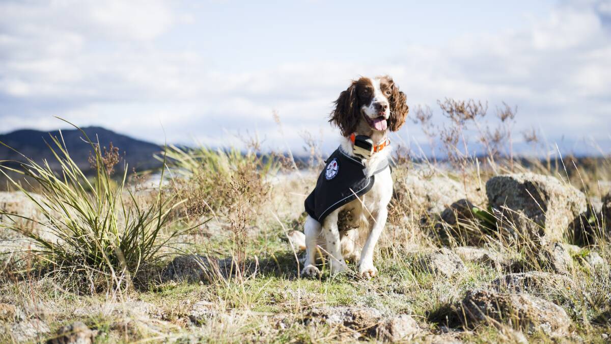 Detection dogs such as Tommy the springer spaniel are being used to monitor endangered grassland earless dragons in the grassland reserve in Jerrabomberra Valley. Picture: Dion Georgopoulos