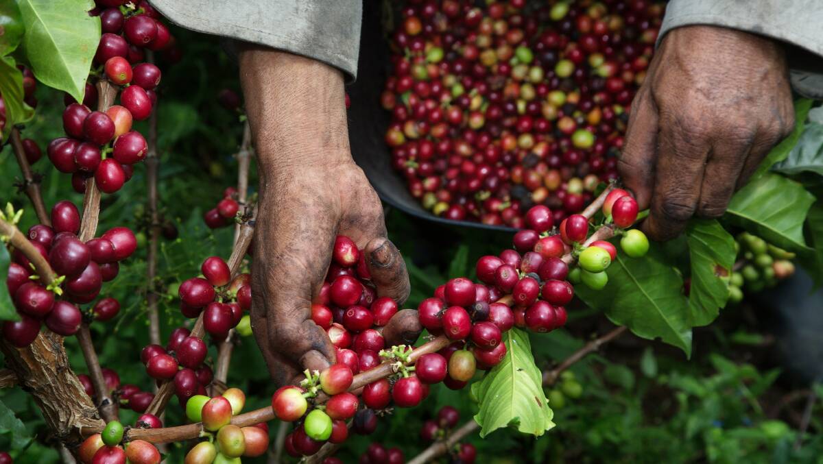 A farmer harvesting coffee beans. Picture: Universal Images Group