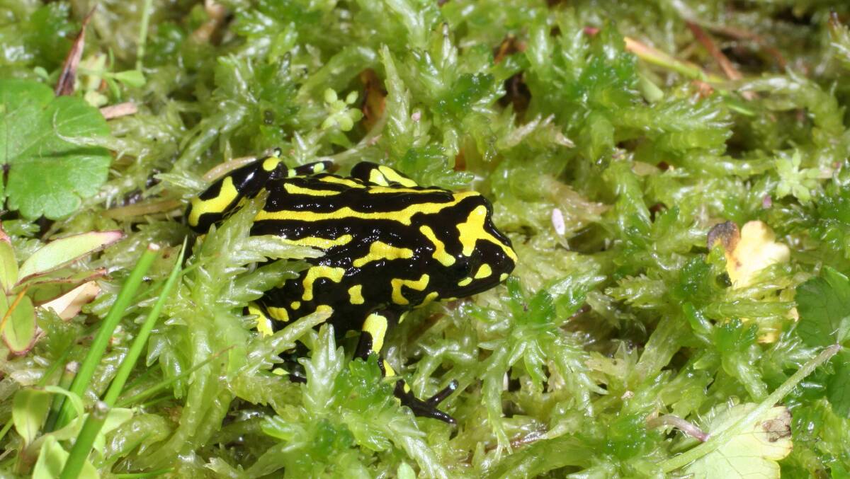 Have you seen the Northern Corroboree frog? Let Canberra Nature Map know. Picture: Supplied