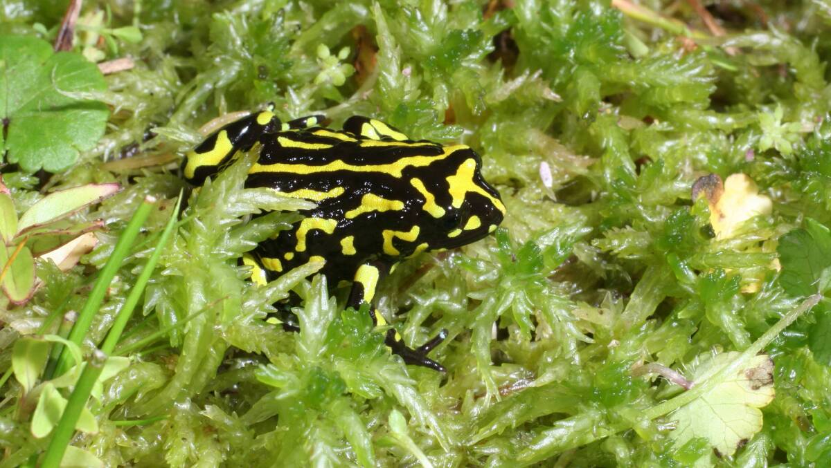 A northern corroboree frog. The species is now listed as critically endangered in the ACT. Picture: Supplied