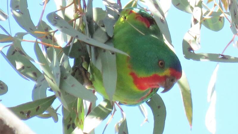 A swift parrot. The species is now listed as critically endangered in the ACT. Picture: Supplied