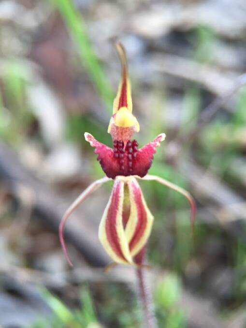 A Canberra spider orchid. The species is now listed as critically endangered in the ACT. Picture: Supplied
