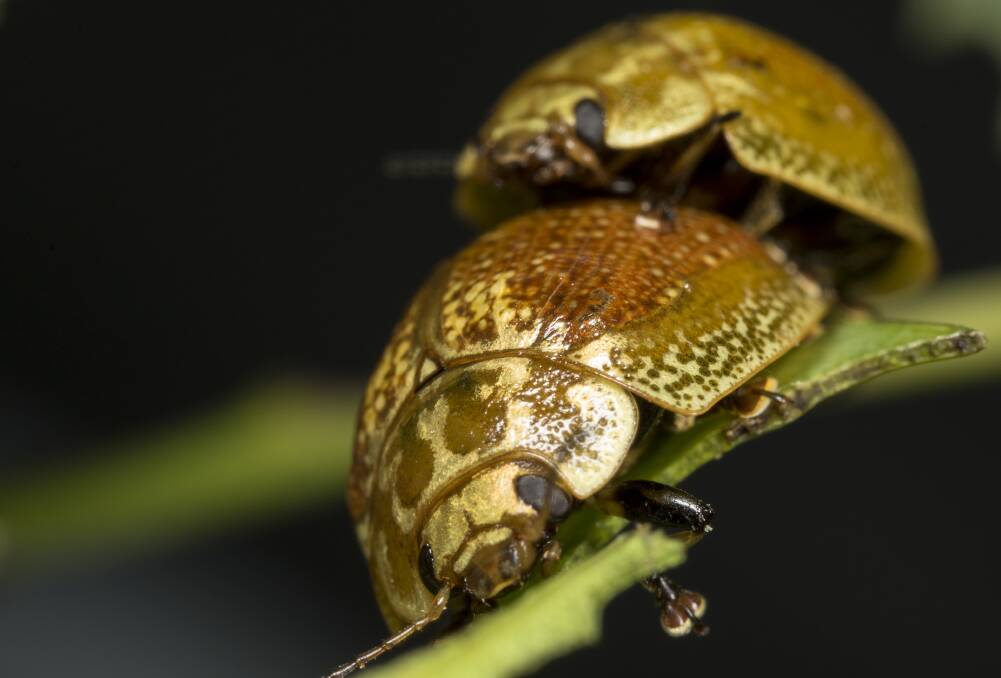 Australian Eucalypt beetles, which can transmit a mite to their mate during intercourse. Picture: Supplied