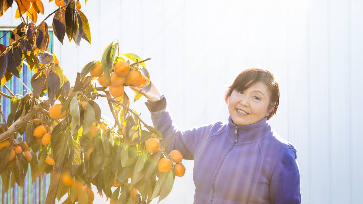 Linda Chen with her persimmon fruit tree, glowing in the afternoon sun. Picture: Jamila Toderas