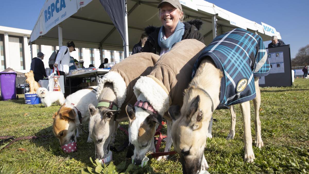 Simone Saunders from Murrumbateman treated her Jack Russell terrier Mia, and whippets Quik, Milo, and Pepper to pup sundaes at the RPCA Million Paws Walk on Sunday morning. Picture: Sitthixay Ditthavong