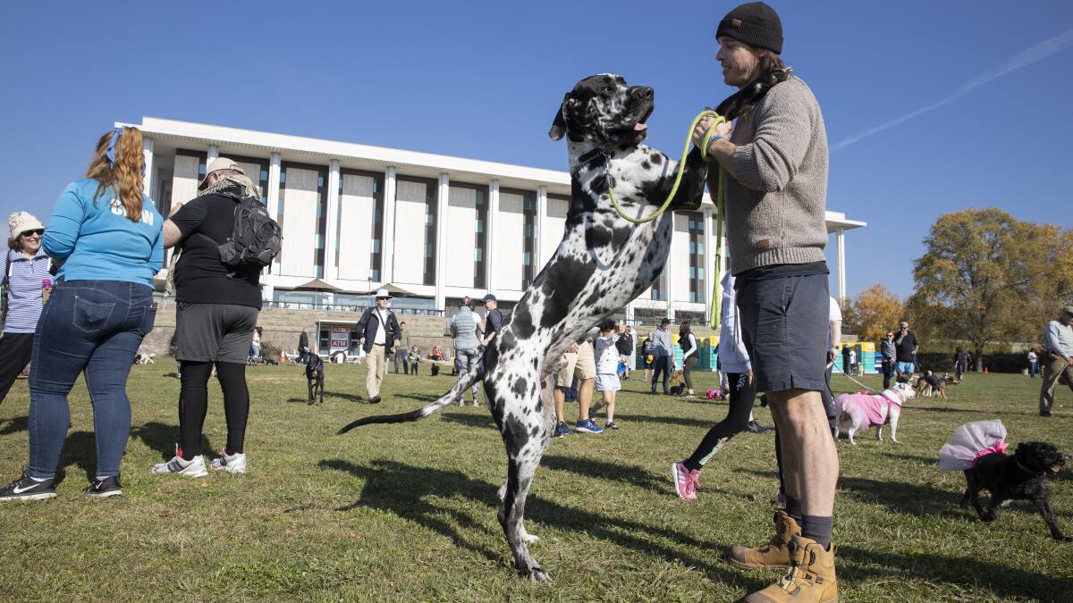Matt Watson from Macarthur gets an enthusiastic greeting from his harlequin great dane Frenzal at the RSPCA Million Paws Walk on Sunday morning. . Picture: Sitthixay Ditthavong