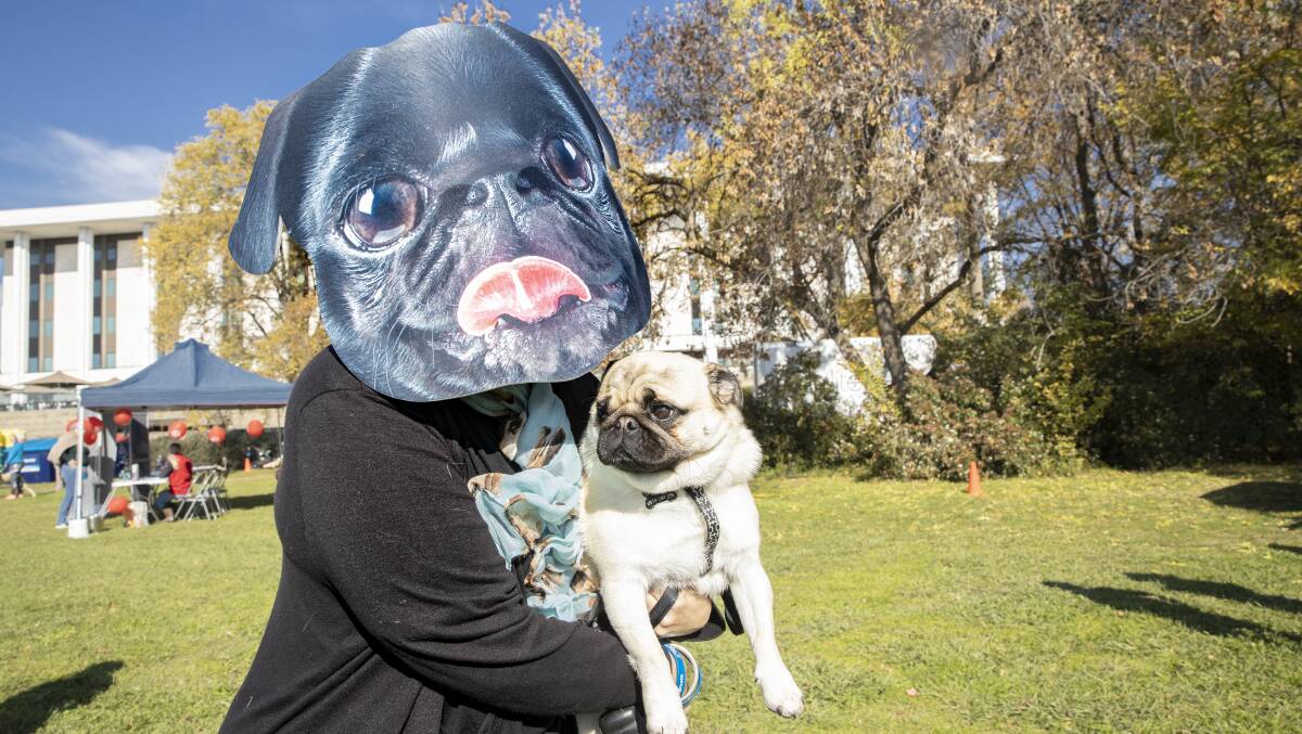 Gretel Burgess with Pepe the pug, who wanted to be carried the rest of the way at the RSPCA Million Paws walk on Sunday. Picture: Sitthixay Ditthavong