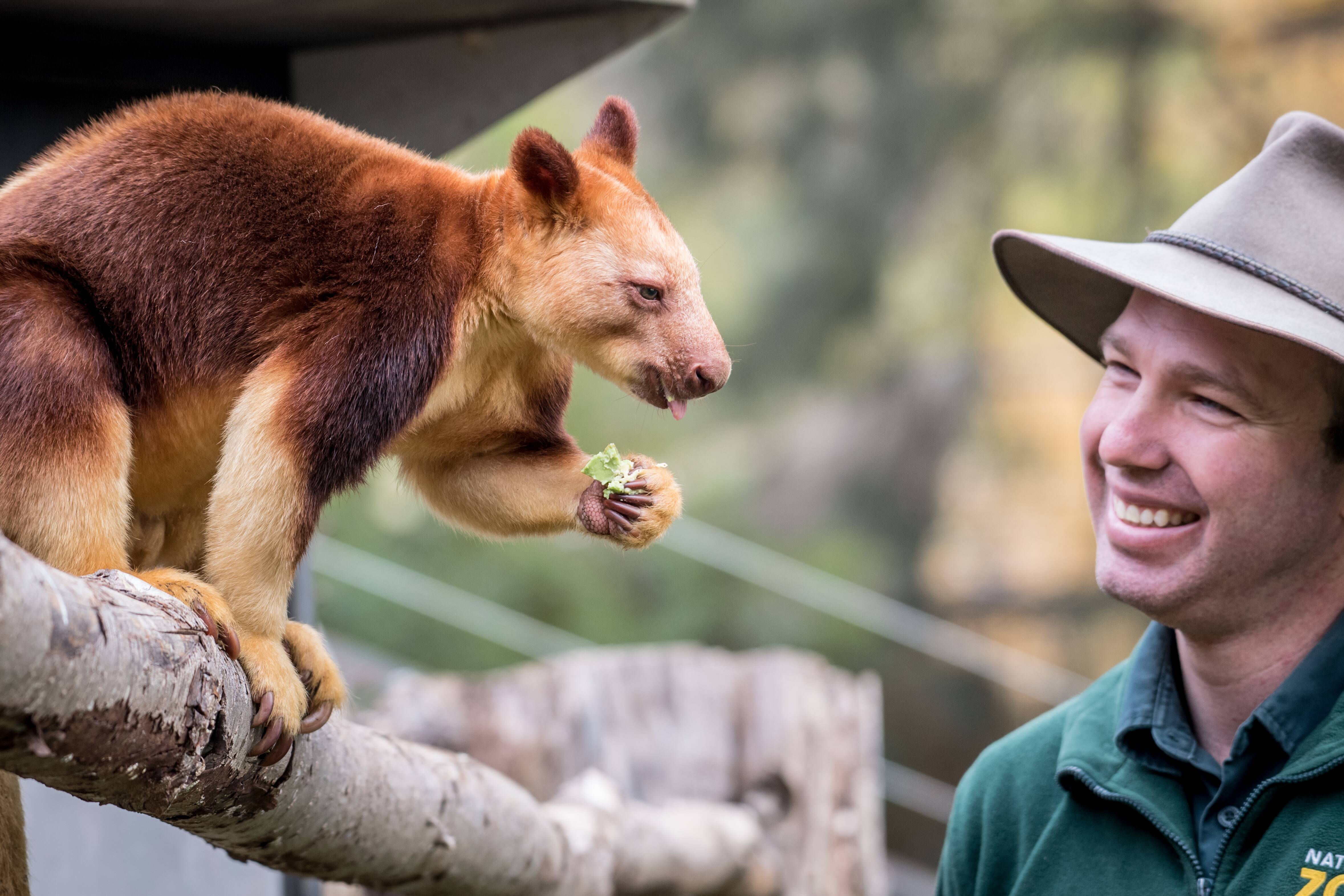 National Zoo partnership to help save endangered tree kangaroos | The  Canberra Times | Canberra, ACT