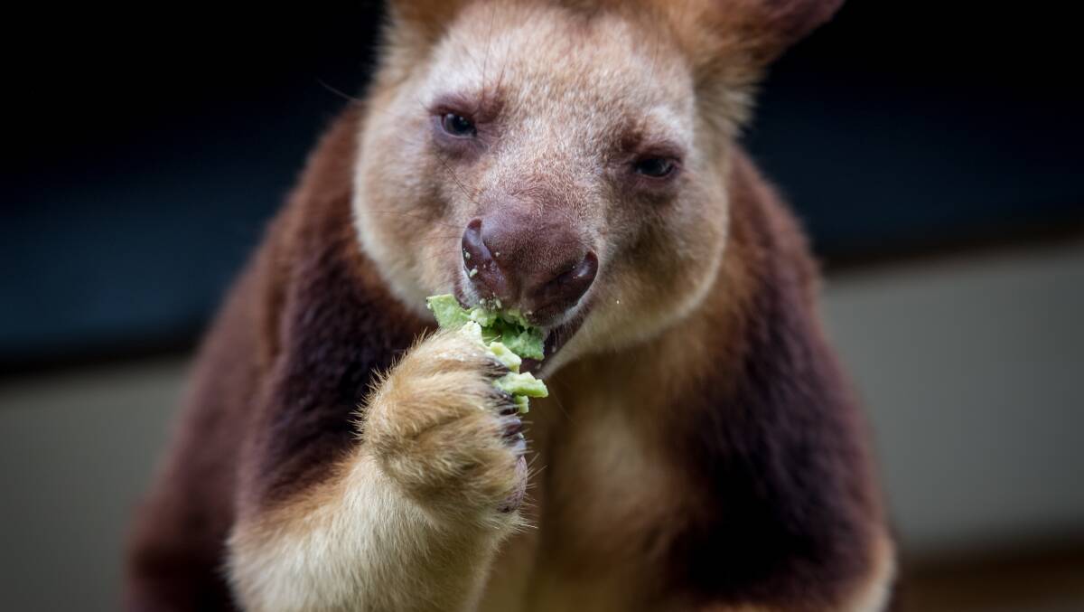 The National Zoo has partnered with the Tree Roo Rescue and Conservation Centre in Queensland to help raise money for conseveration efforts. Picture: Karleen Minney