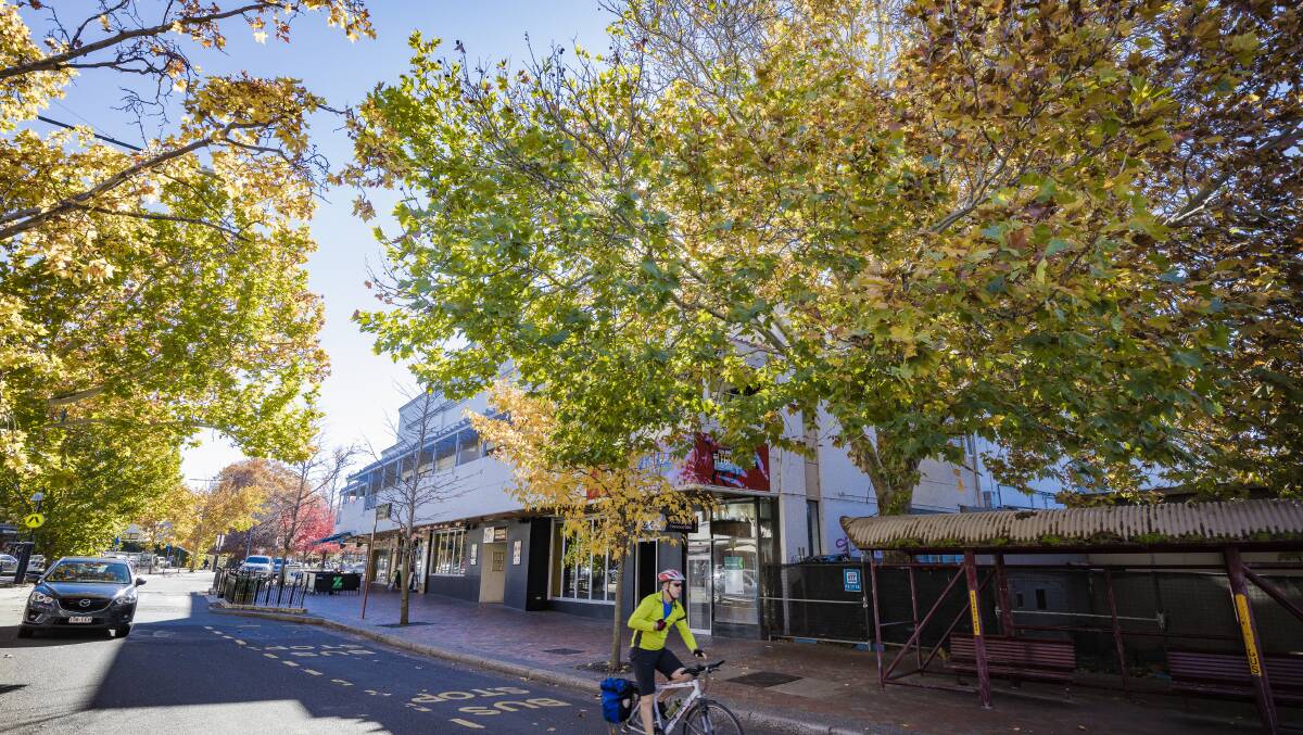 The London plane tree on Franklin Street, Griffith, can be removed to make way for a hotel development. Picture: Sitthixay Ditthavong