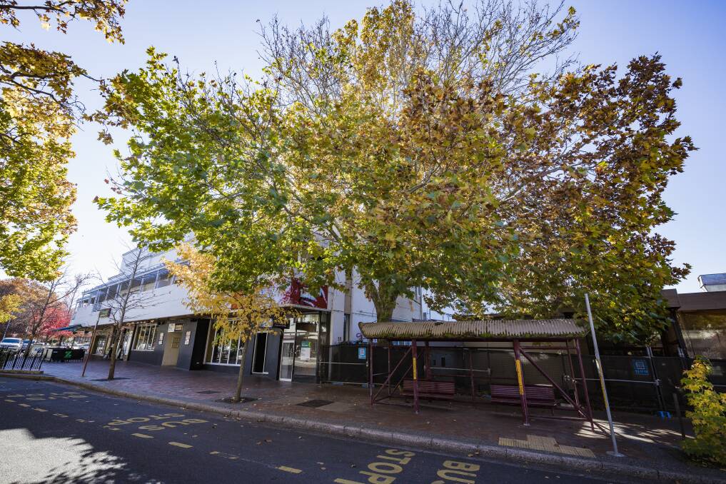 The London Plane Tree on Franklin Street, Griffith, pictured on Wednesday. Picture: Sitthixay Ditthavong