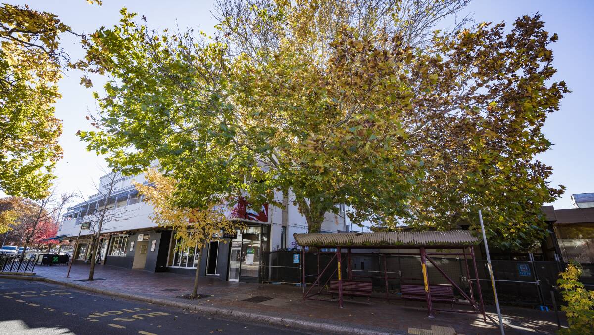 The former London plane tree in Manuka which held up a major hotel development for nearly five years. Picture: Sitthixay Ditthavong