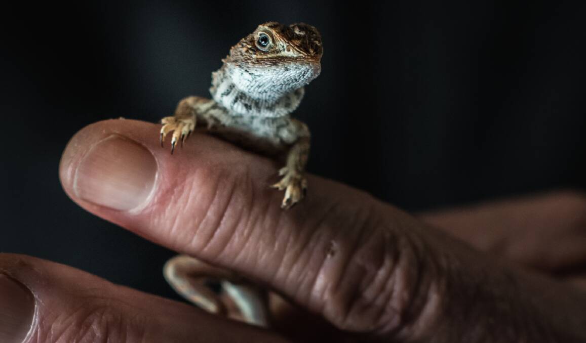 UC Professor Stephen Sarre, has just discovered the earless dragon in Canberra is a unqiue species and not the same species as the ones in the Snowys, making the lizard even rarer than previously thought. Picture: Karleen Minney.
