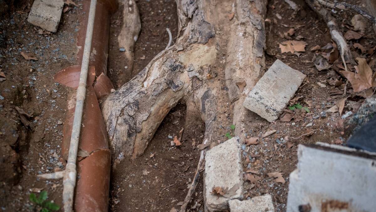 A tree root from the protected London Plane breaching a sewarage pipe in the easement between the cinema and former restaurant buildings. Picture: Karleen Minney