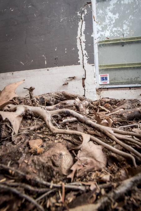 Roots from the tree grow up against the cinema building wall, which is cracked. Picture: Karleen Minney