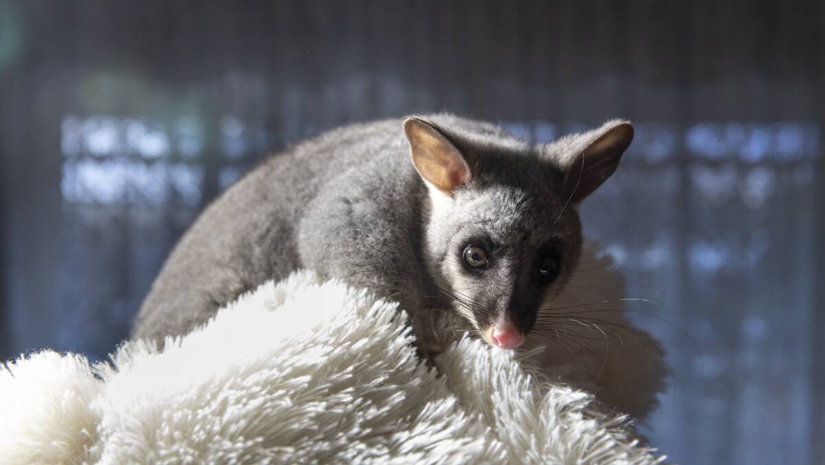 A young brushtail possum in the care of ACT Wildlife. Picture: Sitthixay Ditthavong
