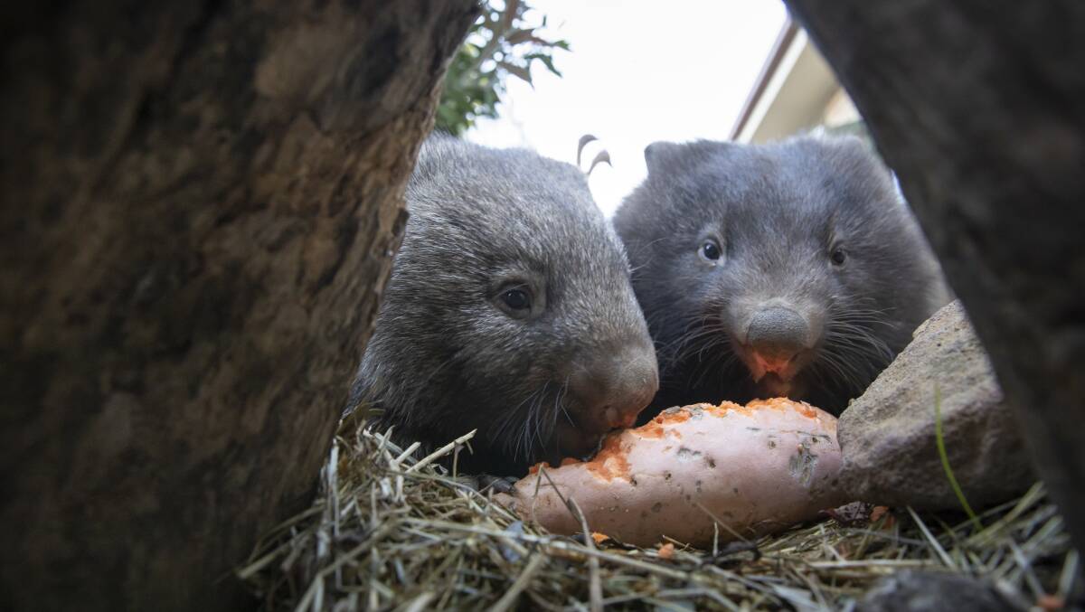 Two wombats in the care of ACT Wildlife, Tilley and Izzy, get stuck into a sweet potato. Picture: Sitthixay Ditthavong