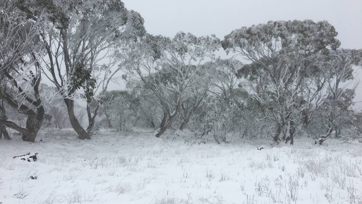 Snow was seen in the Brindabellas on Thursday, ahead of potential snow flurries in Civic and surrounding suburbs on Friday. Picture: Brett McNamara