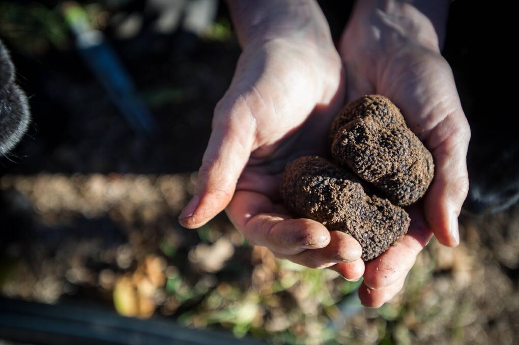 The Truffle Festival takes over Canberra for the next three months. Picture: Karleen Minney