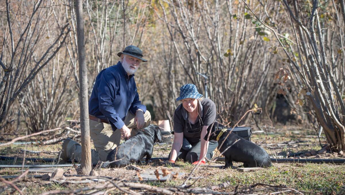 Mr Marshall and his wife Kate Marshall and dachshund-cross-labradors Shadow and Oz start harvesting truffles for the 2019 season. Picture: Karleen Minney
