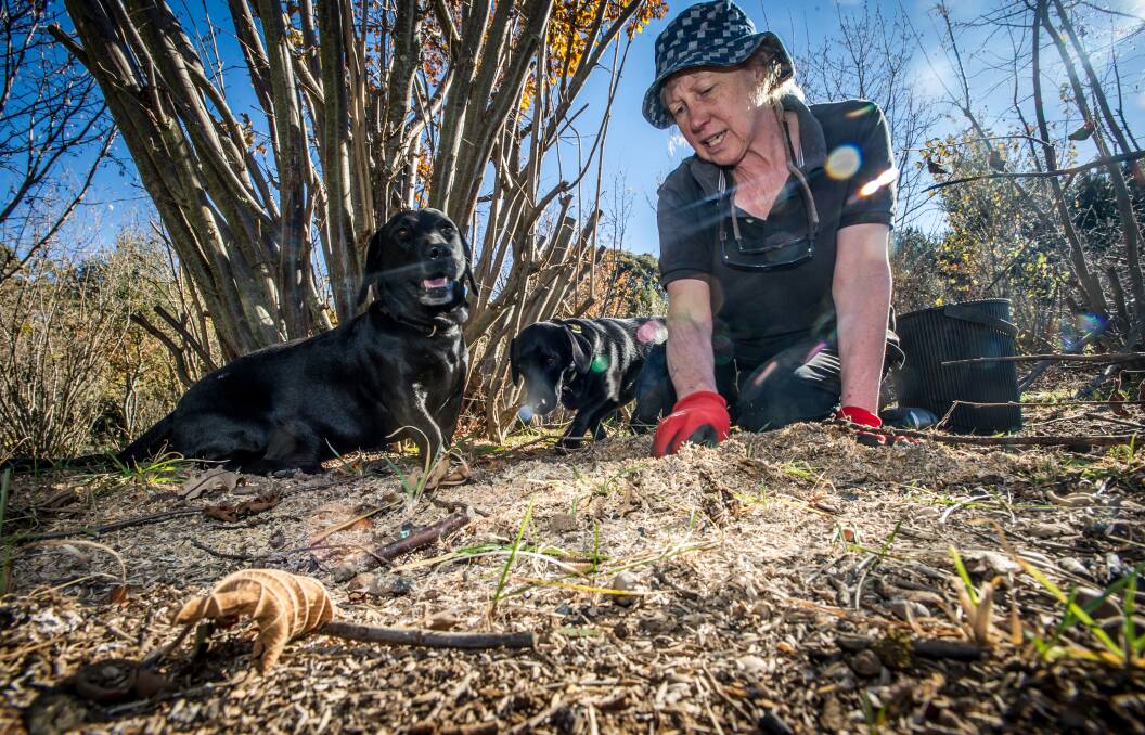 Reidsdale truffle farmer Kate Marshall and dachshund-cross-labradors Shadow and Oz, who have started harvesting truffles for the 2019 season. Picture: Karleen Minney