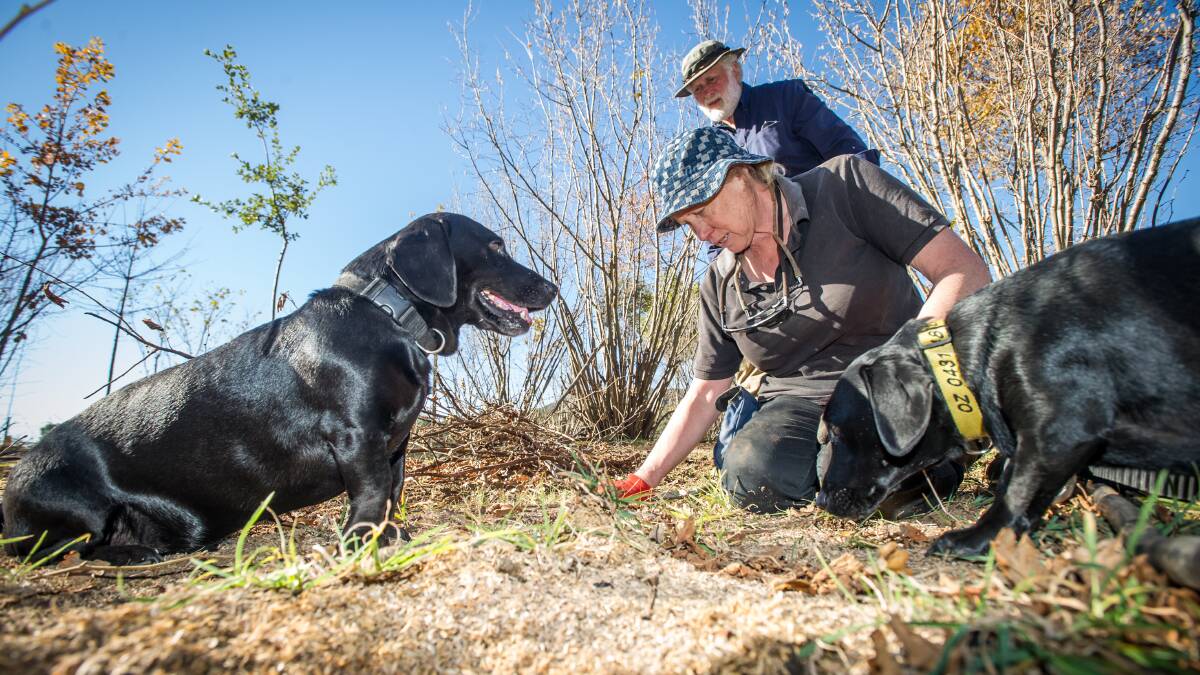 Peter and Kate Marshall watch on as their dogs, Shadow and Oz (right) sniff out truffles. Picture: Karleen Minney