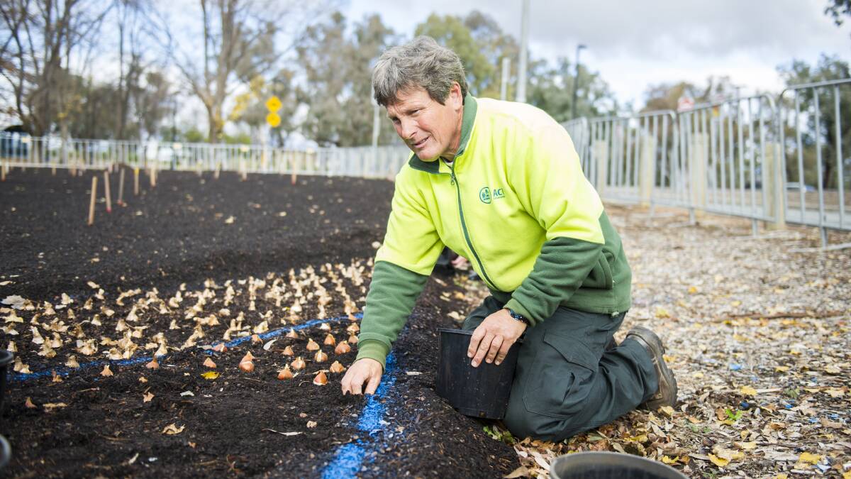 Floriade head gardener Andrew Forster working on the Indigenous flowerbed in preparation for this year's Floriade. Picture: Dion Georgopoulos