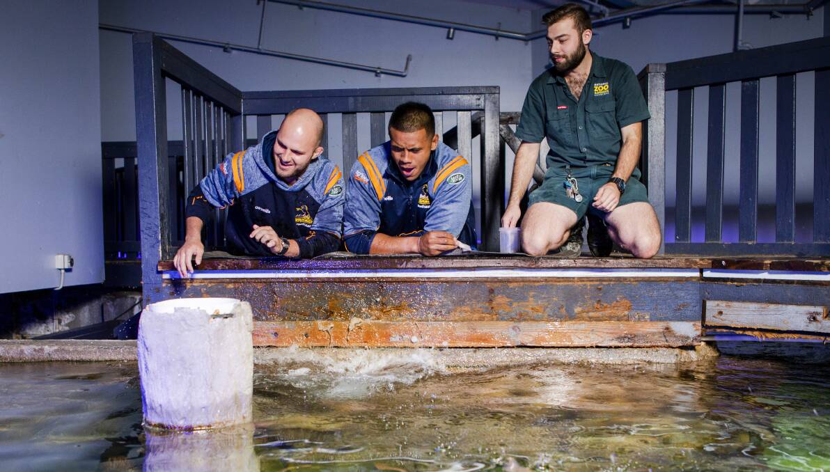 Lachlan McCaffrey, left, and Allan Alaalatoa get spooked by a leopard Shark at the National Zoo and Aquarium on Tuesday. Picture: Jamila Toderas