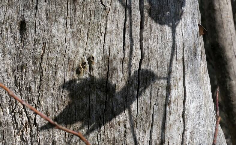 Can you see the shadow of leaves on this tree trunk which resembles a bird? Picture: Sarah Ryan