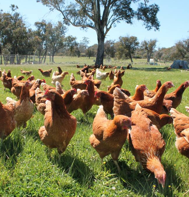 Farmer Browns free range hens in Hall. Picture: Supplied
