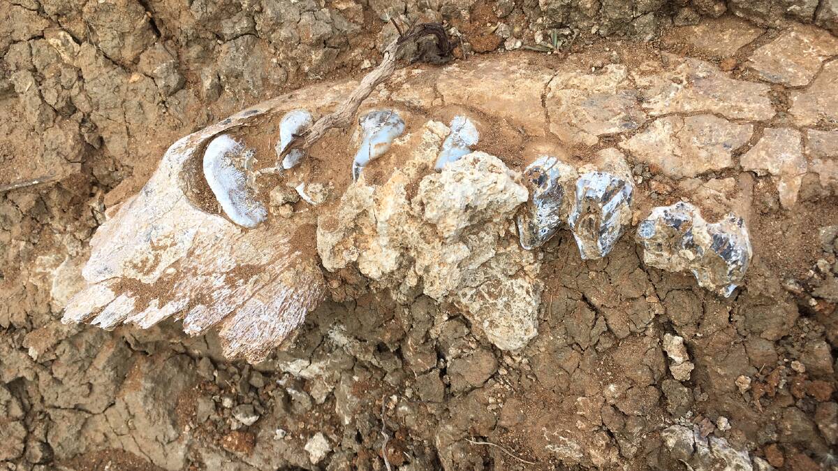 The fossilised lower right jaw of the juvenile Diprotodon, which was the largest known marsupial to roam the planet. Picture: Supplied