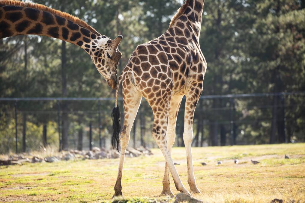 Shaba, the male giraffe, follows Mzungu, at the National Zoo and Aquarium. Picture: Sitthixay Ditthavong