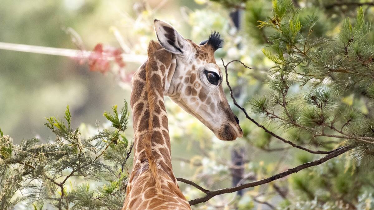 The as-yet unnamed female giraffe calf was born at the National Zoo and Aquarium on June 15. Picture: Sitthixay Ditthavong
