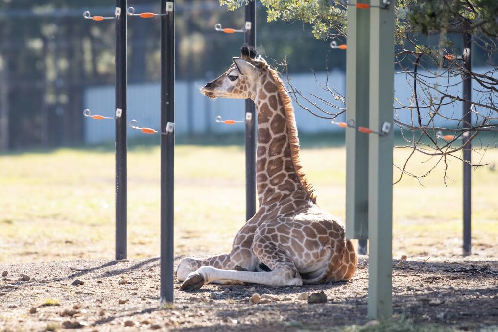 The as yet unnamed female giraffe calf at the National Zoo and Aquarium. Picture: Sitthixay Ditthavong