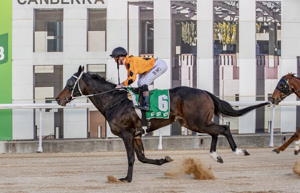 Horse of the Year Prince Jacko returns to Thoroughbred Park on Friday. Picture: Sitthixay Ditthavong