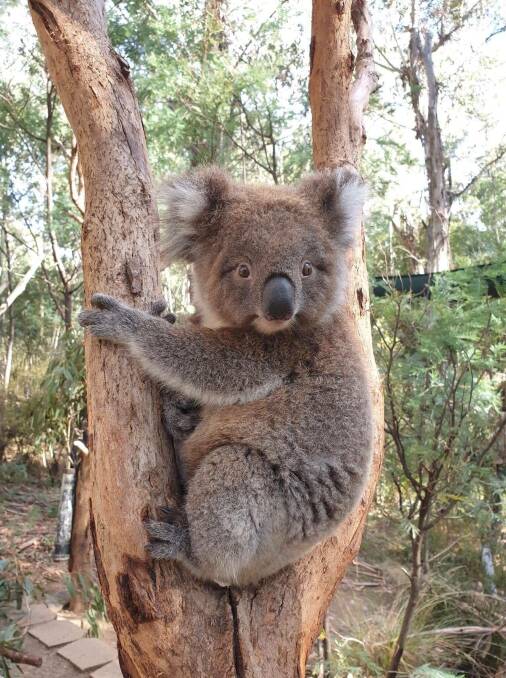 Tidbinbilla's 18-month-old koala Yulu, which is an Indigenous word for claws. Picture: Supplied