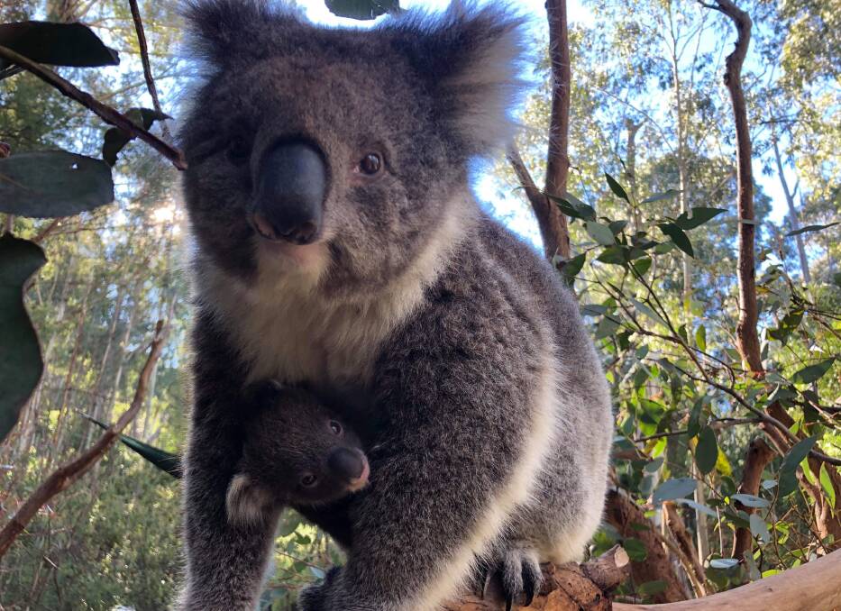 Yellow with the seven-month-old koala joey at Tidbinbilla Nature Reserve. Picture: Supplied