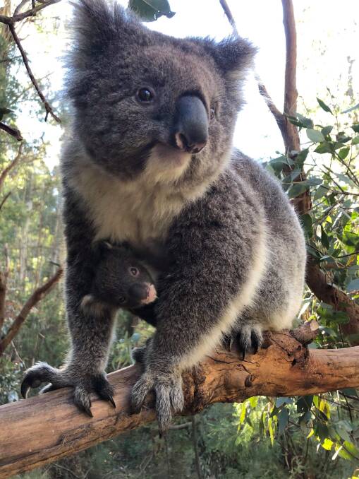In about 11 months, the joey will head over to Tidbinbilla's larger "Eucy" enclosure. Picture: Supplied
