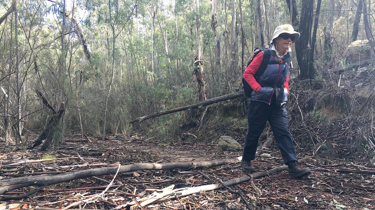 Jenny Horsfield of the Canberra Bushwalking Club navigates her way along the old Apollo Road. Picture: Tim the Yowie Man
