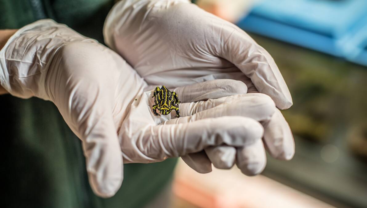 Ms Loneragan holding one of Tidbinbilla's northern corroboree frogs, which only grow to be about two to three centimetres long. Picture: Karleen Minney
