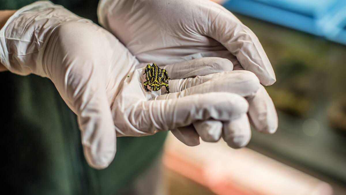 Conservation wildlife officer Rachael Loneragan working on a breeding program for the endangered Northern Corroboree frog. Picture: Karleen Minney