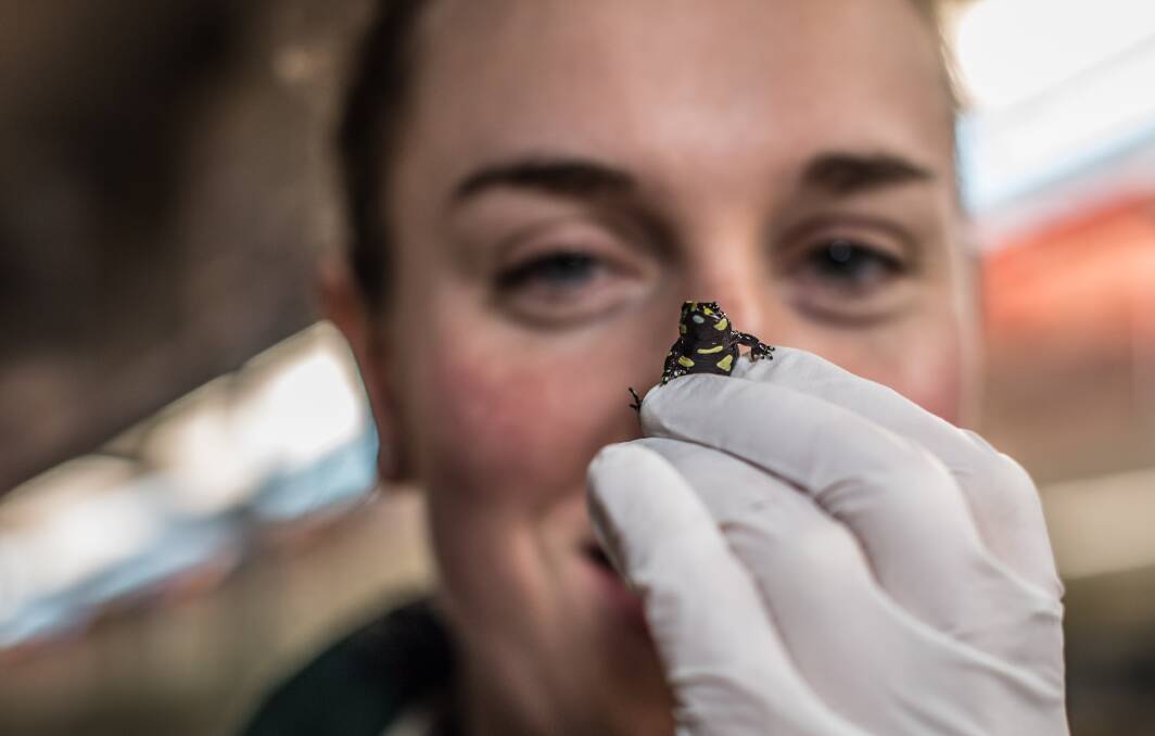 Conservation wildlife officer Rachael Loneragan working on a breeding program for the endangered Northern Corroboree frog. Picture: Karleen Minney.