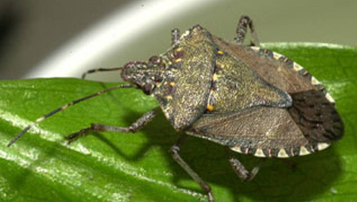 Nooks and crannies in imported new cars provide perfect hiding places for the brown marmorated stink bug, with peak season for the pest beginning on September 1.