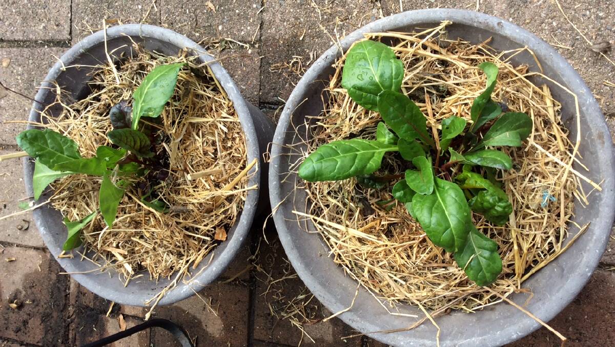 Rainbow chard planted in scientists soil pot on left, and in homemade compost pot, right. Picture: Susan Parsons