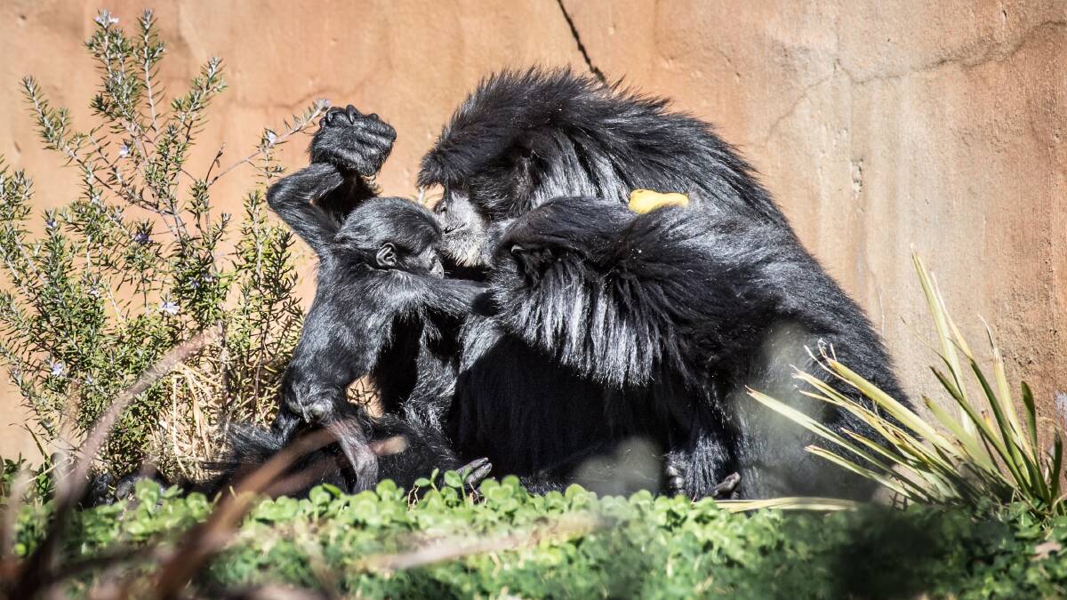 The new siamang was born at the end of April. Picture: Karleen Minney
