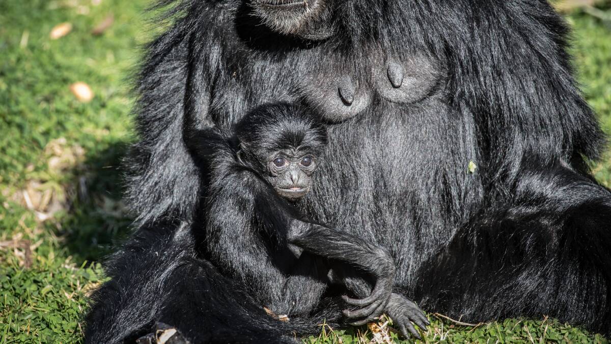 The yet to be named new siamang, seen with mum Tunku .Picture: Karleen Minney