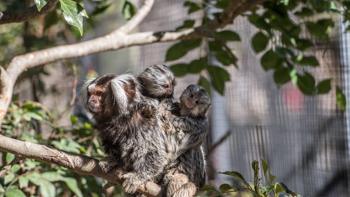 The National Zoo has welcomed twin common marmosets, being carried by their older brother. Picture: Karleen Minney