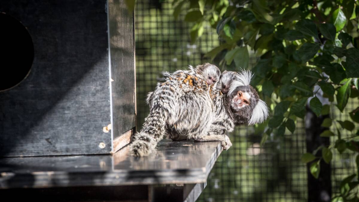 The common marmosets were born at the beginning of June. Twin births are common for the species. Picture: Karleen Minney