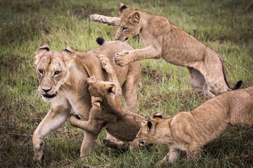 A lioness is tackled by her cubs - lionesses are the anchors of lion prides. Picture: Supplied