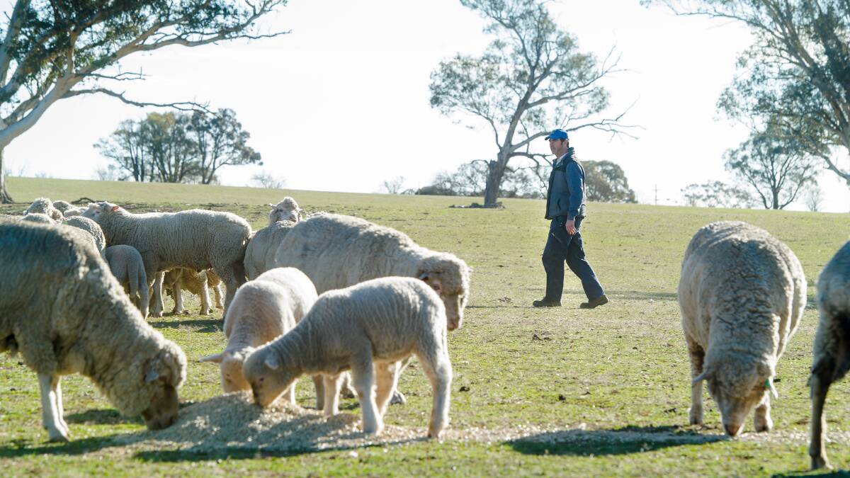 Landon Hodgkinson, pictured with his lambs, said farmers were really just hoping for more rain to boost productivity. Picture: Elesa Kurtz